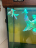 耐活小魚(yú)淡水魚(yú)觀(guān)賞魚(yú)白蝴蝶鯉觀(guān)賞魚(yú)金魚(yú)錦鯉 好養魚(yú)普身蝴蝶鯉 15-17cm普身白蝴蝶鯉1條 曬單實(shí)拍圖