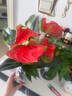 水培紅掌盆栽帶花一帆風(fēng)順花卉植物室內好養綠植鴻運當頭四季開(kāi)花 特價(jià)紅掌1-3花（原盆） 曬單實(shí)拍圖