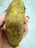 祁語(yǔ)新鮮九月黃八月瓜水果八月炸5斤九月黃當季甜香瓜大果預知子整箱 凈重一斤裝 中果單果80g左右 曬單實(shí)拍圖