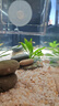 瘋狂水草鳑鲏?mèng)~(yú)觀(guān)賞魚(yú)冷水魚(yú)耐活體自來(lái)水淡水好養草魚(yú)苗溪流缸小型原生魚(yú) 【小2-4CM】高體鳑鲏12+4 共16條 曬單實(shí)拍圖