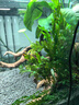 魚(yú)官兒清道夫工具魚(yú)除藻魚(yú)爬巖吸鰍小精靈黃金胡子小型熱帶觀(guān)賞魚(yú)清潔魚(yú) 小精靈1條（2.5-3cm） 曬單實(shí)拍圖