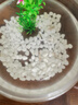 紅綠燈活體熱帶魚(yú)觀(guān)賞魚(yú)小型活體燈科魚(yú)群游金魚(yú)苗寵物淡水魚(yú) 特惠1.8cm紅綠燈 8條送2條備損 曬單實(shí)拍圖