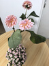 金唐 霞浦紫菜100g  福建特產(chǎn) 海產(chǎn)干貨干貝海帶蝦皮蛋花煲湯涼拌食材 曬單實(shí)拍圖