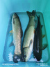漁之源怪獸小綜合魚竿手竿綜合竿鯽魚竿鯉魚竿碳素釣魚竿輕量魚桿臺釣竿 7.2m 新品小綜合【極輕 169g】+開釣禮包 曬單實(shí)拍圖