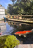 池泉變頻魚(yú)池大流量潛水泵底吸循環(huán)過(guò)濾器水泵池泉變頻揚程泵池泉變頻揚程泵75W 曬單實(shí)拍圖