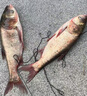 川澤錘頭尾夜光漂咬鉤變色高靈敏超亮醒目電子漂野釣魚漂鯽鯉鰱鳙浮漂 升級(jí)硬尾PJ04【野釣綜合】鉛2.2g 【咬鉤變色】加粗醒目尾 曬單實(shí)拍圖