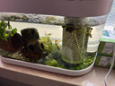 云峰海瑞 觀(guān)賞螺水族活體缸壁除藻螺魚(yú)缸除藻清淤活化床底 斑馬螺5只（皮實(shí)的清潔工） 曬單實(shí)拍圖