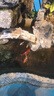 錦鯉魚活體觀賞魚活魚小型易養(yǎng)冷水淡水魚小魚苗錦鯉金魚好看錦鯉 13-15cm 六彩錦鯉套餐6條 曬單實拍圖