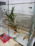 黃金泥鰍魚苗活體淡水養(yǎng)殖冷水清道夫小金龍魚缸清潔工具魚招財(cái)魚新練手活魚觀賞魚 黃金泥鰍苗7-9厘米10條（包活到家） 曬單實(shí)拍圖