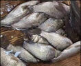 無結(jié)主線組成品主線套裝全套進(jìn)口釣魚線臺(tái)釣野釣鯽魚釣組漁具正品 2.7米【無結(jié)快鎖拉力提升15】6卷送盒 0.8號(hào) 曬單實(shí)拍圖