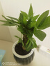 綠有意綠植盆栽桌面水培綠植辦公室植物懶人好養盆景水養植物 發(fā)財樹(shù)（灰色南瓜自動(dòng)吸水盆） 含盆 曬單實(shí)拍圖