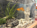 紅國獅金魚(yú)冷水魚(yú)鴻運當頭鶴頂鎏金金魚(yú)苗獅子頭好養耐活淡水金魚(yú) 紅國獅8-10cm2條送魚(yú)食 曬單實(shí)拍圖