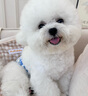 寶路狗糧 成犬狗糧中大中小型犬 全價狗糧牛肉味1.8kg 曬單實拍圖