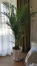 散尾葵植物盆栽客廳大型綠植室內辦公室鳳尾竹盆景天堂鳥(niǎo)花卉 散尾葵高1.3-1.6米+鉆石樹(shù)脂盆 曬單實(shí)拍圖