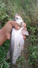 SHIMANO進(jìn)口原絲魚(yú)線(xiàn)線(xiàn)主線(xiàn)線(xiàn)不打卷子線(xiàn)線(xiàn)超柔軟抗卷拉力斑點(diǎn)釣魚(yú)線(xiàn)線(xiàn) 【超柔抗卷】220米斑點(diǎn)藍【子線(xiàn) 線(xiàn)】 0.4號 曬單實(shí)拍圖