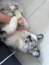 純種隕石邊牧幼犬邊境牧羊犬活體七白三通黑白金邊中型犬寵物小狗 血統(tǒng)級 隕石色 公 曬單實拍圖