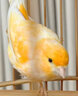 玉鳥專用食鳥糧小鳥雞蛋米開口長肉壯膘亮羽金絲雀混合營養(yǎng)糧飼料 1瓶裝【玉鳥最愛五谷糧】 曬單實(shí)拍圖