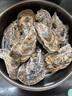 乳山牡蠣 鮮活乳山生蠔2XL 凈重3斤 9-12只 生鮮海鮮 源頭直發(fā) 中秋聚餐 曬單實(shí)拍圖