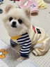 智宙小狗狗衣服小型犬寵物狗狗衣服比熊衣服秋季新款四腳狗衣服護肚子 藏青色條紋【L(建議體重8-11斤】 曬單實(shí)拍圖