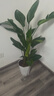 植男植女天堂鳥(niǎo)盆栽客廳室內好養大型落地真綠植辦公室植物鶴望蘭源頭直發(fā) 曬單實(shí)拍圖