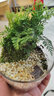 八芽趣味鮮活苔蘚微型景觀創(chuàng)意室內(nèi)桌面生態(tài)綠植盆栽盆景懶人好養(yǎng)植物 山野人家 帶玻璃杯 曬單實拍圖