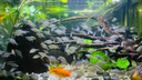 創(chuàng)寧魚(yú)缸漁池循環(huán)變頻潛水泵 水族箱安靜抽水  水陸兩用 魚(yú)池假山過(guò)濾 升級(jí)款【超輕音40W】流量3500-6000L 曬單實(shí)拍圖