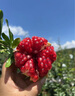 石榴樹(shù)苗特大果樹(shù)苗庭院盆栽地栽突尼斯老樁軟籽無(wú)籽正宗石榴樹(shù) 突尼斯石榴【帶土球】推薦購買(mǎi) 送肥料 3公分粗（1.5米左右） 曬單實(shí)拍圖