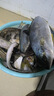 新鮮深海雜魚(yú)批發(fā)營(yíng)養海鮮小魚(yú)小蝦大雜燴水產(chǎn)一整箱 10斤裝 新鮮海雜魚(yú)隨機發(fā) 曬單實(shí)拍圖