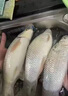 魚誘土鯪魚餌料腥香型廣東土鯪最愛魚餌窩料江河湖泊野釣魚餌通殺飼料 2包餌料1000克+送1瓶小藥100毫升 曬單實拍圖