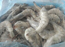百年漁港海捕對蝦超大鹽凍只只分離白蝦  30-40規格 凈蝦重4斤 60-80只 曬單實(shí)拍圖