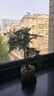 佰花錦新中式文竹桌面盆栽綠植辦公室客廳盆景茶臺臥室好養綠植花卉植物 【送圓底座】文竹+陶瓷蓮花盆+苔蘚鋪面 20-30cm 曬單實(shí)拍圖