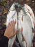 漁之源釣魚傘2025新款加厚黑膠防轉(zhuǎn)機(jī)械臂拐杖大釣傘戶外垂釣遮陽防暴雨 2.6米 【黑膠防曬   7檔機(jī)械臂拐杖】挪威藍(lán) 曬單實(shí)拍圖