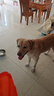 醇粹黑標(biāo)鴨肉梨狗糧大型犬狗糧金毛拉布拉多阿拉斯加專用糧30斤 曬單實(shí)拍圖