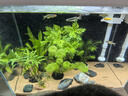 森森 超白玻璃智能桌面魚缸一體缸自循環(huán)HE-480 曬單實拍圖