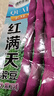 鳳鳴雅世四季豆菜種子春秋紫架豆農(nóng)家大田種植紅滿天架豆種子200克 曬單實拍圖