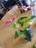 紅掌盆栽白粉掌一帆風(fēng)順帶花特大號(hào)花卉室內(nèi)客廳面水培植物好養(yǎng) 約30cm精品紅掌-方缸玻璃瓶 帶盆栽好 曬單實(shí)拍圖