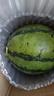【產(chǎn)地直采】麒麟奶油西瓜 約4.5kg 曬單實(shí)拍圖