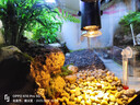西游水族烏龜缸超白玻璃生態(tài)造景龜魚(yú)缸一體混養生態(tài)缸客廳專(zhuān)用家用飼養缸 60雨林豪華全套【缸+做好成品發(fā)貨+設備】 曬單實(shí)拍圖