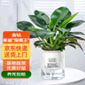 雙盟金鉆綠公主客廳辦公室綠植盆栽吸毒王吸甲醛三棵版早安盆源頭直發(fā) 曬單實(shí)拍圖