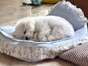 比熊幼犬純種比熊韓系比熊小體長(zhǎng)不大茶杯犬飛耳比熊小型犬活體狗 寵物級(jí) 曬單實(shí)拍圖