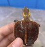 黃緣龜幼苗幼龜小烏龜活物寵物安龜緣活體金錢箱龜陸地烏龜 預(yù)定2024年黃緣苗定金(聯(lián)系客服) 曬單實拍圖