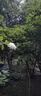 霜山SHIMOYAMA不銹鋼漏勺長柄濾網(wǎng)餃子面條撈勺雪平鍋用網(wǎng)籃過濾網(wǎng)勺油炸網(wǎng) 手持濾網(wǎng)(網(wǎng)籃直徑18.5cm) 曬單實(shí)拍圖