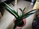 蘭花苗盆栽墨蘭建蘭惠蘭四季開(kāi)花好養濃香型客廳室內觀(guān)賞花卉綠植 2【富山奇蝶】 3苗連體【送肥】明年開(kāi)花 曬單實(shí)拍圖