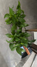 雙盟綠蘿盆栽除甲醛花卉綠植辦公室新房?jī)艋諝?120款10盆源頭直發(fā) 曬單實(shí)拍圖
