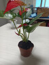 繽賢紅掌盆栽綠植花卉鴻運(yùn)當(dāng)頭白掌一帆風(fēng)順室內(nèi)好養(yǎng)活四季開花水培 特級大號紅掌1株原盆+肥料 #28 曬單實拍圖