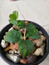 囿光合生物復(fù)合肥花肥植物營(yíng)養(yǎng)顆粒種菜養(yǎng)花化肥肥料含氨基酸復(fù)合肥 營(yíng)養(yǎng)顆粒800g*1瓶（瓶裝） 植物營(yíng)養(yǎng)顆粒 曬單實(shí)拍圖