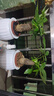 【帶盆高度約15-25cm】發(fā)財(cái)樹盆栽室內(nèi)植物客廳辦公室自吸水好養(yǎng) 單桿發(fā)財(cái)樹+白南瓜自吸水盆 花盆直徑約10cm 曬單實(shí)拍圖