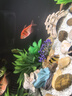 米家小米米家智能魚缸濾芯 多層復(fù)合過濾 物理+生化過濾 曬單實拍圖