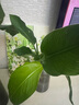 愛(ài)你一萬(wàn)年天堂鳥(niǎo)無(wú)土純水培植物室內(nèi)好養(yǎng)綠植水培水養(yǎng)易活桌面綠植吸除甲醛 A級(jí) 水培天堂鳥(niǎo) 50-60厘米 3顆 曬單實(shí)拍圖