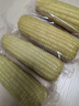 京鮮生東北白糯玉米250g*10棒 新鮮甜糯玉米棒真空包裝粘玉米 源頭直發(fā) 曬單實(shí)拍圖